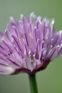 Preview wallpaper chives, inflorescence, flowers, macro, purple