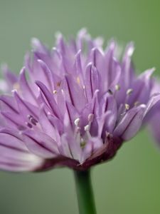 Preview wallpaper chives, inflorescence, flowers, macro, purple