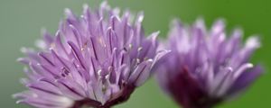 Preview wallpaper chives, inflorescence, flowers, macro, purple