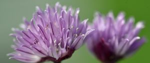 Preview wallpaper chives, inflorescence, flowers, macro, purple