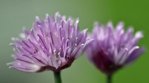 Preview wallpaper chives, inflorescence, flowers, macro, purple