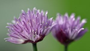 Preview wallpaper chives, inflorescence, flowers, macro, purple