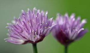 Preview wallpaper chives, inflorescence, flowers, macro, purple