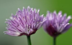 Preview wallpaper chives, inflorescence, flowers, macro, purple
