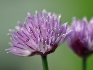 Preview wallpaper chives, inflorescence, flowers, macro, purple