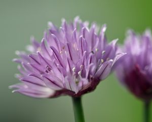 Preview wallpaper chives, inflorescence, flowers, macro, purple