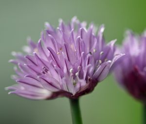 Preview wallpaper chives, inflorescence, flowers, macro, purple