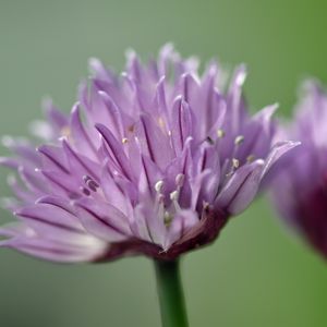 Preview wallpaper chives, inflorescence, flowers, macro, purple