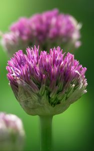 Preview wallpaper chives, inflorescence, flowers, macro