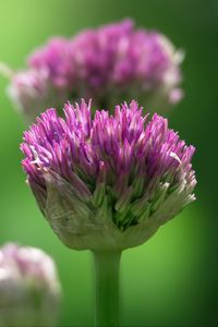 Preview wallpaper chives, inflorescence, flowers, macro