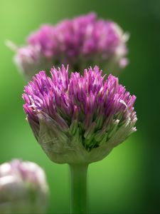 Preview wallpaper chives, inflorescence, flowers, macro