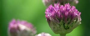 Preview wallpaper chives, inflorescence, flowers, macro