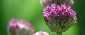 Preview wallpaper chives, inflorescence, flowers, macro