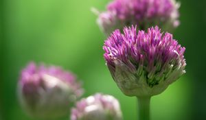 Preview wallpaper chives, inflorescence, flowers, macro