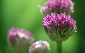Preview wallpaper chives, inflorescence, flowers, macro