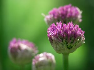 Preview wallpaper chives, inflorescence, flowers, macro