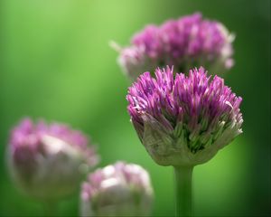 Preview wallpaper chives, inflorescence, flowers, macro