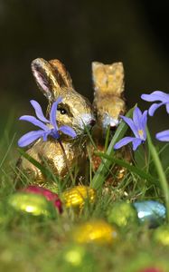 Preview wallpaper chocolate rabbits, easter, eggs, flowers, grass