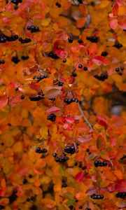 Preview wallpaper chokeberry, berries, branch, leaves, autumn, macro