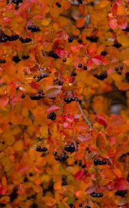 Preview wallpaper chokeberry, berries, branch, leaves, autumn, macro