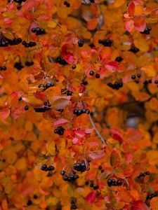 Preview wallpaper chokeberry, berries, branch, leaves, autumn, macro