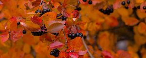 Preview wallpaper chokeberry, berries, branch, leaves, autumn, macro