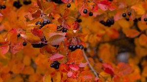 Preview wallpaper chokeberry, berries, branch, leaves, autumn, macro