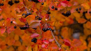 Preview wallpaper chokeberry, berries, branch, leaves, autumn, macro