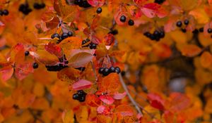 Preview wallpaper chokeberry, berries, branch, leaves, autumn, macro