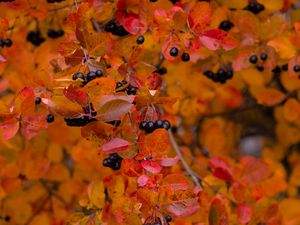 Preview wallpaper chokeberry, berries, branch, leaves, autumn, macro