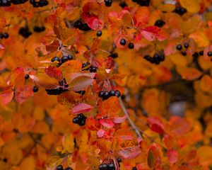 Preview wallpaper chokeberry, berries, branch, leaves, autumn, macro