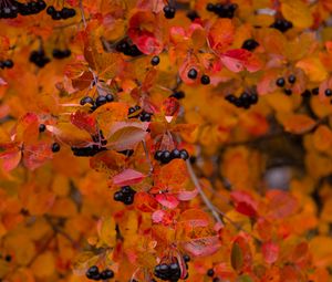 Preview wallpaper chokeberry, berries, branch, leaves, autumn, macro