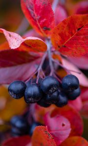 Preview wallpaper chokeberry, berries, branches, leaves, macro, autumn