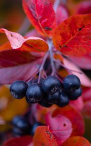 Preview wallpaper chokeberry, berries, branches, leaves, macro, autumn