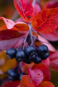 Preview wallpaper chokeberry, berries, branches, leaves, macro, autumn