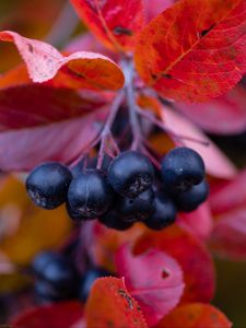 Preview wallpaper chokeberry, berries, branches, leaves, macro, autumn