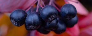 Preview wallpaper chokeberry, berries, branches, leaves, macro, autumn