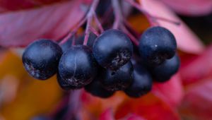 Preview wallpaper chokeberry, berries, branches, leaves, macro, autumn