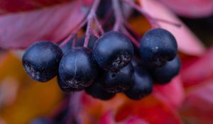 Preview wallpaper chokeberry, berries, branches, leaves, macro, autumn