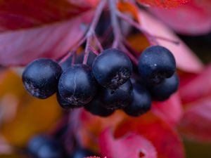 Preview wallpaper chokeberry, berries, branches, leaves, macro, autumn