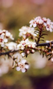 Preview wallpaper chokeberry, flowers, inflorescence, branch, spring