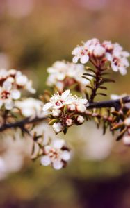 Preview wallpaper chokeberry, flowers, inflorescence, branch, spring