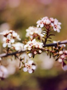 Preview wallpaper chokeberry, flowers, inflorescence, branch, spring