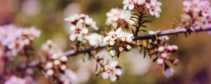 Preview wallpaper chokeberry, flowers, inflorescence, branch, spring