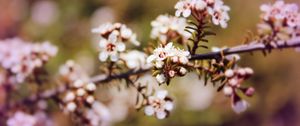 Preview wallpaper chokeberry, flowers, inflorescence, branch, spring