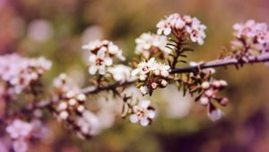 Preview wallpaper chokeberry, flowers, inflorescence, branch, spring