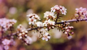 Preview wallpaper chokeberry, flowers, inflorescence, branch, spring