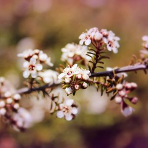 Preview wallpaper chokeberry, flowers, inflorescence, branch, spring