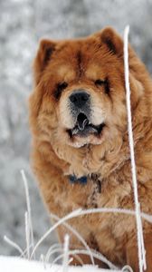 Preview wallpaper chow chow, dog, face, fat