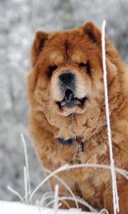 Preview wallpaper chow chow, dog, face, fat